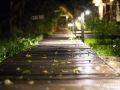 IMG_1247-pathway-at-night-2