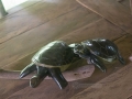 yaku-kawsay--balsa-sculptures-turtle-IMG_1392