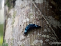 IMG_1436-butterfly-close