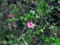 Paper Forest (Polylepis)