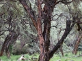 Paper Forest (Polylepis)