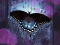 Butterfly on a brush painted background with multiple layers.