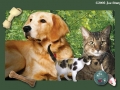 Cortland SPCA Postcard montage and design