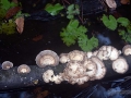 IMG_1594-rainforest-water-mushrooms