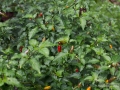 IMG_1622-jalapeno-red