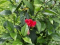 IMG_1631-red-flower