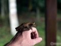 IMG_1635-frog-8