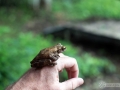 IMG_1640-frog-5