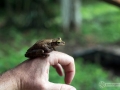 IMG_1643-frog-3