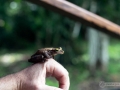 IMG_1644-frog-2