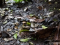 IMG_1647-frog-ground-1