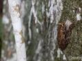 IMG_1655-frog-on-tree