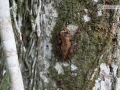 IMG_1662-frog-on-tree