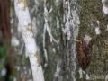 IMG_1664-frog-on-tree