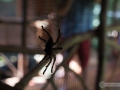 IMG_1740-tarantula-from-back