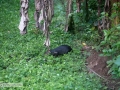 IMG_1879-agouti-