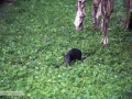 IMG_1884-agouti-running