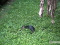 IMG_1888-agouti-running