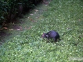 IMG_1892-agouti-running