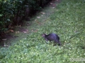 IMG_1893-agouti-running