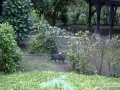 IMG_1897-agouti-sneaking