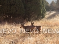 Sunset on Two Deer in a field, III  <a href="https://www.etsy.com/listing/205714640/garden-of-the-gods-iii-sunset-on-two?ref=shop_home_active_3" rel="nofollow" target="_blank">Buy Print</a>