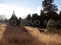 Sunset on Two Deer in a field, VIII  Buy Print