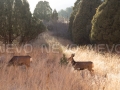 Sunset on Two Deer in a field, IX <a href="https://www.etsy.com/listing/204024071/garden-of-the-gods-ix-sunset-on-two-deer?ref=shop_home_active_5" rel="nofollow" target="_blank">Buy Print</a>