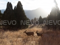 Sunset on Two Deer in a field, V Buy Print