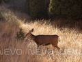 Sunset"https://www.etsy.com/listing/204023005/garden-of-the-gods-vii-sunset-on-a-deer?ref=shop_home_active_6" rel="nofollow" target="_blank">Buy Print