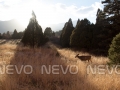 Sunset on a Deer in a field. VIII  Buy Print