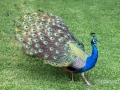 IMG_2150-peacock-great--la-mirage-spa